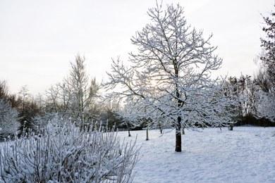 20091221Kleingarten170Ak